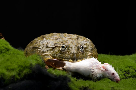 African bullfrog eating a mice 