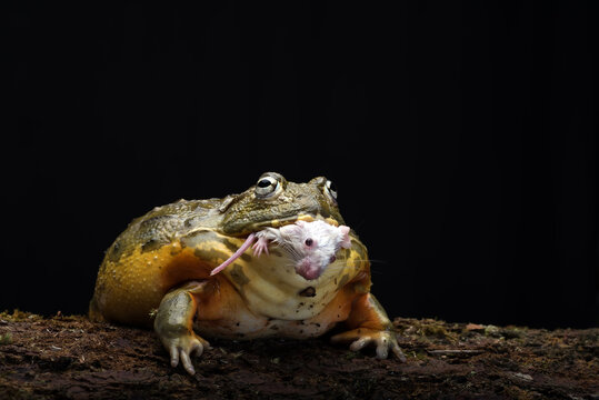 African bullfrog eating a mice 