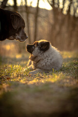 Fototapeta premium dog in the park