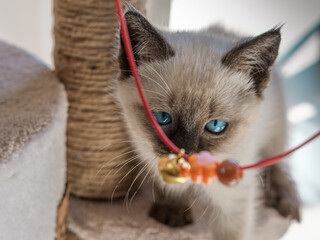 siamese kitten small amazing with playful mood looking at pet toy
