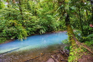 Obraz premium Walking through the Tenorio National Park in Costa Rica 