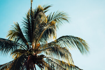Fototapeta na wymiar palm trees under the light of a hot day 