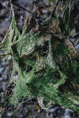 Mess of tangled seaweed, moss on wood branches on beach