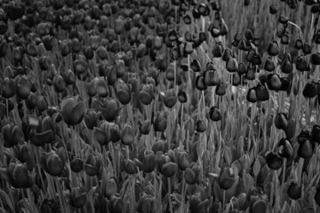 Black And White Tulips is a photograph 