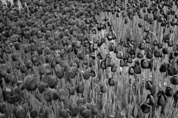 Fototapeta premium Monochrome Tulip Field in Full Bloom