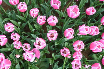 burgundy tulips