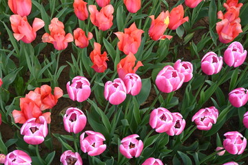 red and pink flowers, tulips