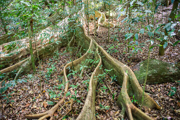 Looking in the National Park La Vieja, Costa Rica