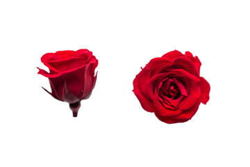 red rose flower on white background. Side and top view
