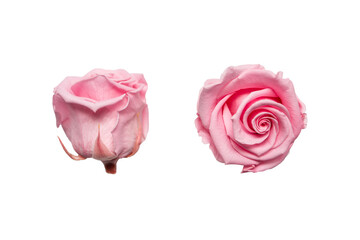 Amazing pink rose flower on white background. - obrazy, fototapety, plakaty