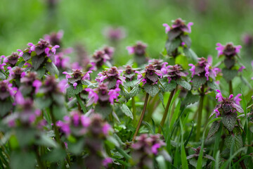 field grasses in the forest on a meadow with soft background blur
