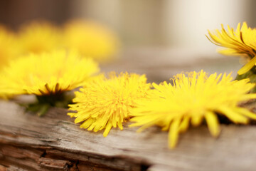 Spring yellow dandelions flowers on an old rustic white wooden background. Springtime, summertime , Easter concept. Nature yellow flowers background. Healthcare, organic cosmetic. Mock-up, copy space.