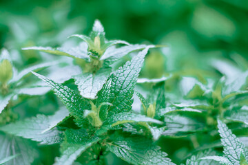 Bush of stinging-nettles. Nettle leaves. Top view. Botanical pattern. Greenery common nettle.