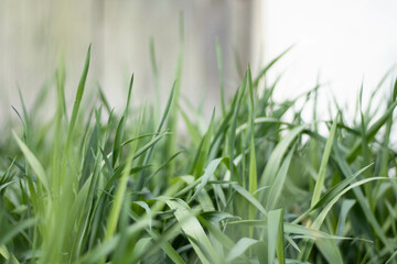 Green grassland landscape in summertime,wallpaper.