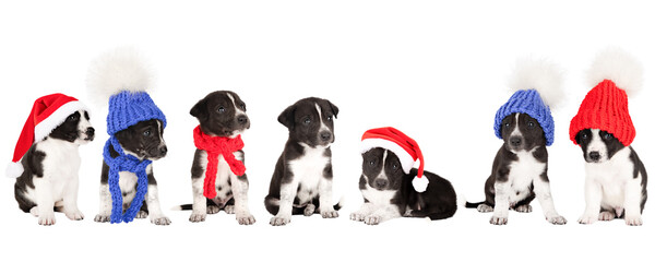 set of small dogs in christmas hats isolated