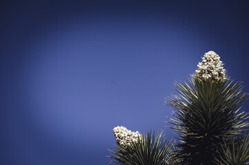 Dramatic view of a flowering bloom of a Yucca brevifolia at Joshua Tree National Park in California, USA against a blank sky.