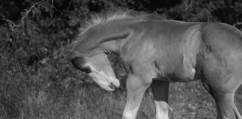 Foal horse stretching in black and white close up, copy space on background.