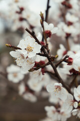 Apricots spring blossom on the brunch. White flowers with nectar