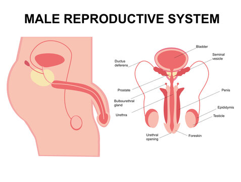 Male reproductive system. Male reproductive organs. Anatomy of the human body. The concept of biological education, urology, penis, testicles, prostate, testicles. Flat cartoon illustration.