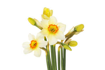 Pheasant's eye narcissus