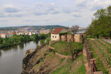 A small vineyard on Vysehrad, Vltava river in the background