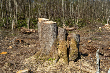 sawn tree stump. poor quality forest sawing
