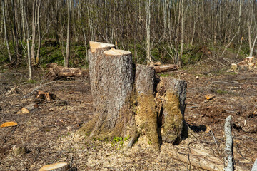 sawn tree stump. poor quality forest sawing