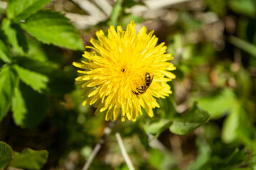 Bee on a yellow dandelion close-up. Yellow flower, the first everlasting flowers. Background for summer and spring.