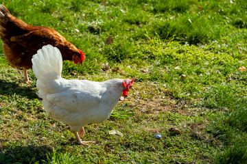 free range, healthy brown and white organic chickens on a green meadow. Selective sharpness. Several chickens out of focus in the background. Atmospheric light, evening light