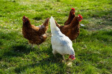 free range, healthy brown and white organic chickens on a green meadow. Selective sharpness. Several chickens out of focus in the background. Atmospheric light, evening light