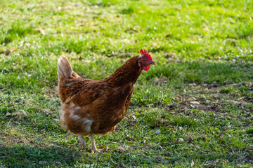 free range, healthy brown organic chickens on a green meadow. Selective sharpness. Several chickens out of focus in the background. Atmospheric light, evening light