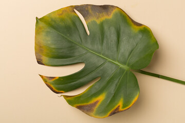 Sick monstera leaf on color background, top view. Plant disease © Liami