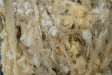 Close up of Raw Sheep Wool in Natural Color