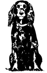 Spaniel Dog Vector
