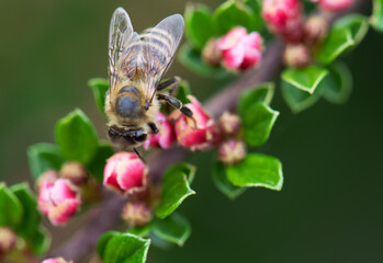 Bee on a flower