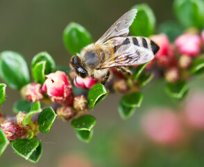 bee on a flower