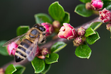 bee on a flower