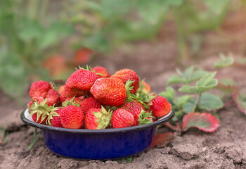 Fresh ripe organic strawberry in blue bowl next to strawberries bed on pick your home garden