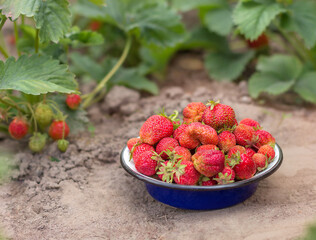 Fresh homegrown strawberries in blue bowl between strawberry bushes. Ripe red berries picked in home garden. Summer fruits vivid colorful background