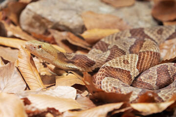 Northern Copperhead venomous pit viper found in Eastern North America