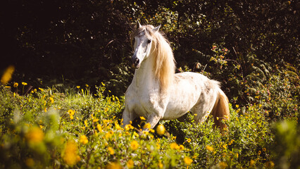 White Lusitano horse, amazing animals, good looking, trotting on grass.