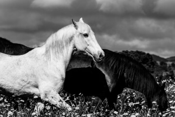 White horse on flower field, outdoors, cute and happy animals.