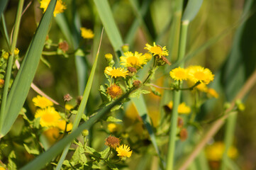 Closeup of yellow common fleabane flowers with selective focus on foreground