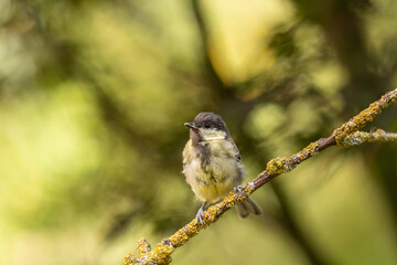 Petite mésange charbonnière sur une branche et feuillages en bokeh