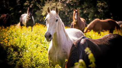 Naklejka na ściany i meble Horses on flower field, outdoors, cute and happy animals.