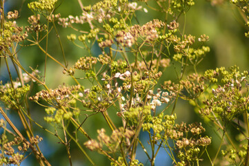Closeup of dried cow parsley seeds and flowers with selective focus on foreground