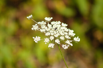 Closeup of wild carrot flower with green blurred background