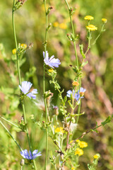 Closeup of blue common chicory in bloom with green blurred background