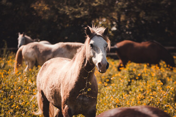 Horses on flower field, outdoors, cute and happy animals.