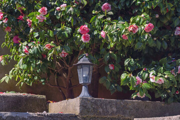 Spring flowers. Flowering camellia bush with beautiful pink flowers in garden - obrazy, fototapety, plakaty
